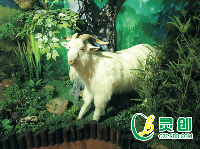 羊標(biāo)本