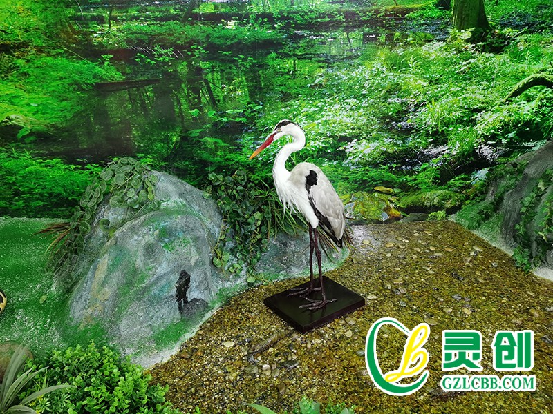 仿真蒼鷺標(biāo)本