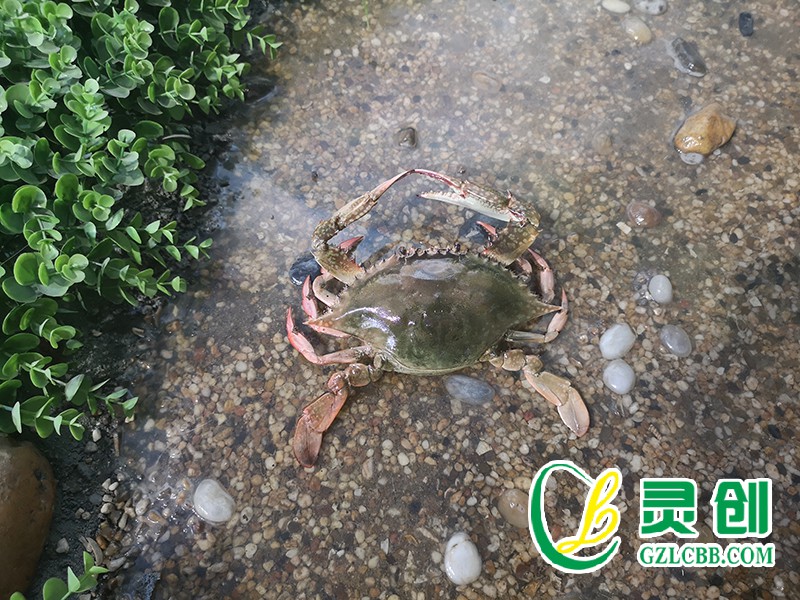 梭子蟹標本