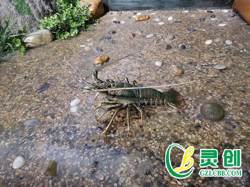 青龍蝦標本