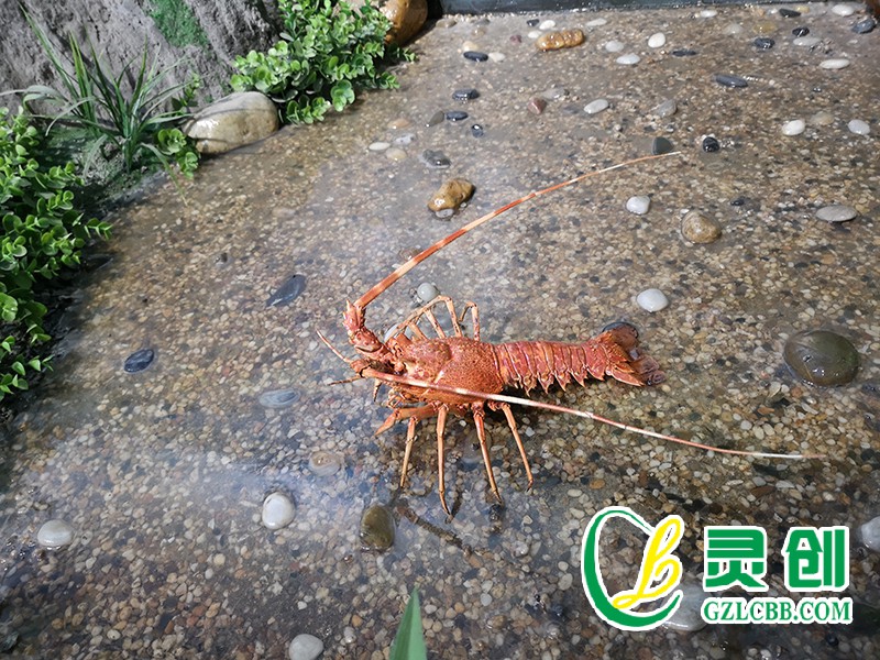 玫瑰龍蝦標本