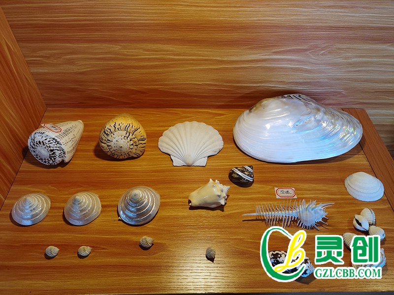 螺類標本