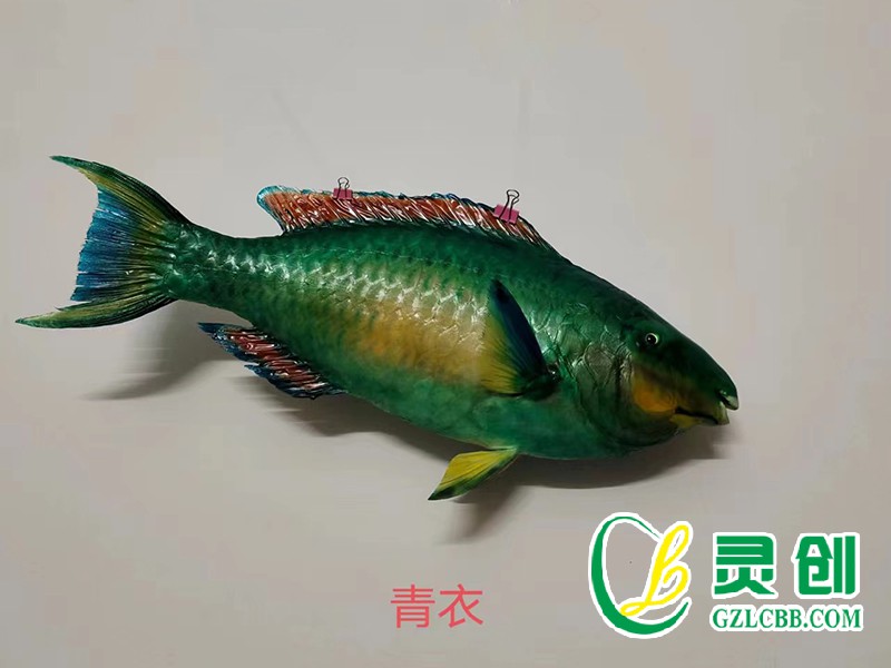 青衣魚標本