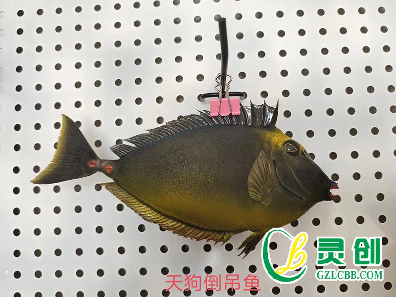 天狗倒吊魚標本