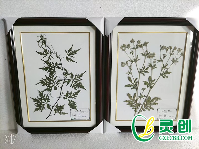 植物保色臘葉標本