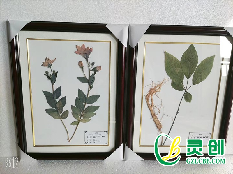 植物保色臘葉標本
