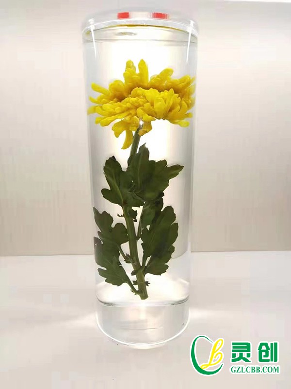 植物保色包埋標本
