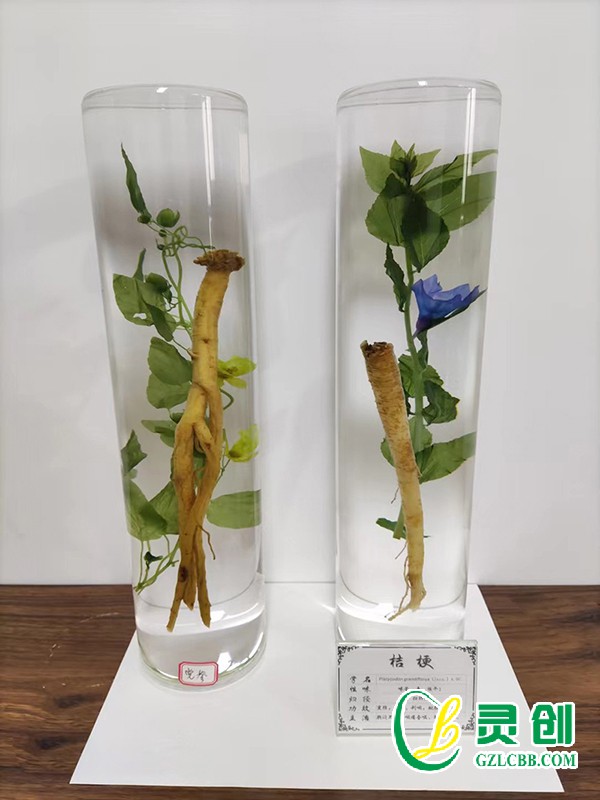 植物保色包埋標本