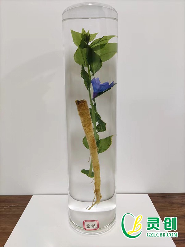 植物保色包埋標本