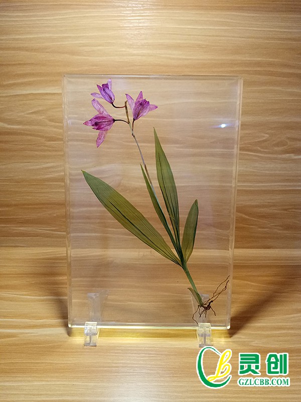 植物保色包埋標本